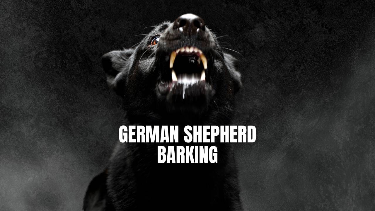 how do i stop my german shepherd barking at night