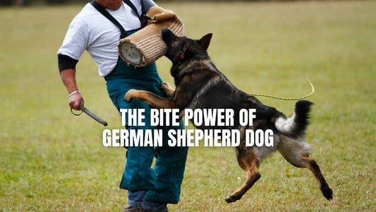 How hard does a German Shepherd bite? GSD Colony