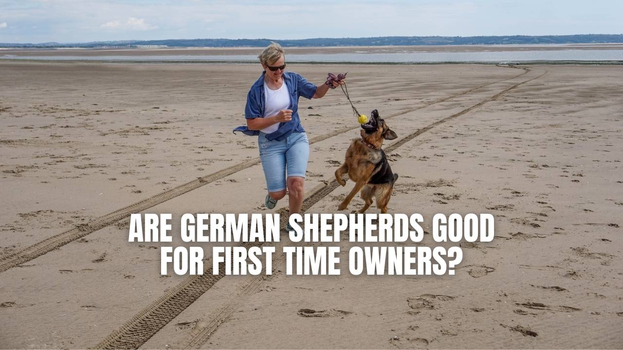 German shepherd first hot sale time dog owner