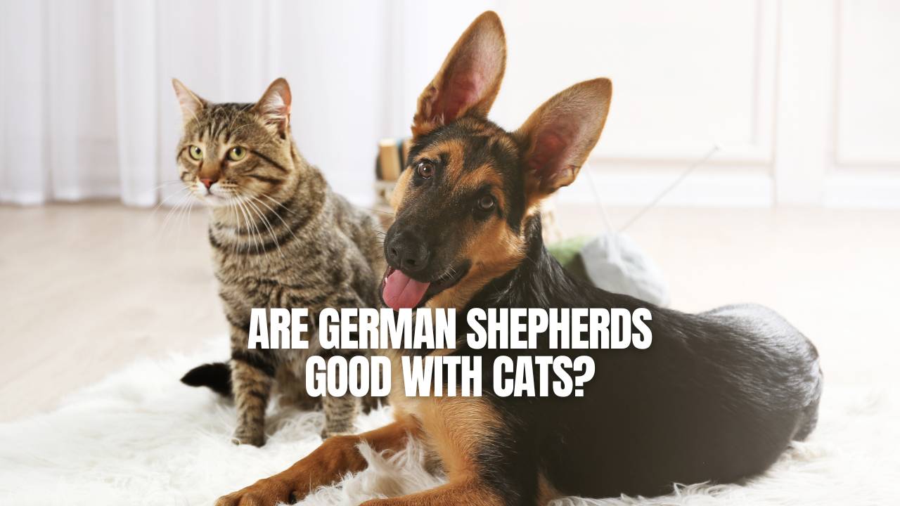 german shepherds and cat
