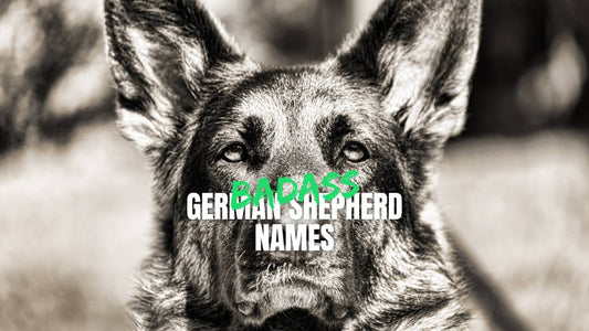 Badass German Shepherd names - GSD Colony