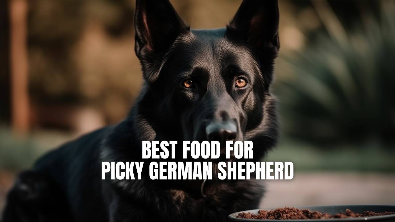 Best dog food 2025 for picky german shepherd