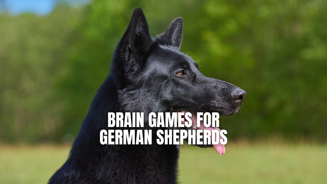 Fun, Cognitive Training Games to Make Your Dog Smarter