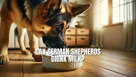 Can German Shepherds Drink Milk? A Good Mix or a Risky Treat?