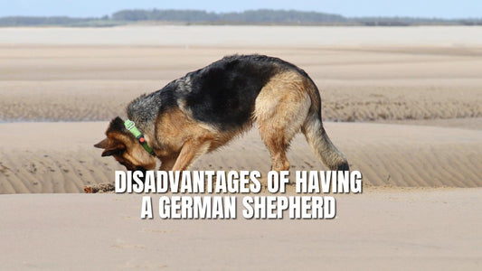 Disadvantages of Having a German Shepherd