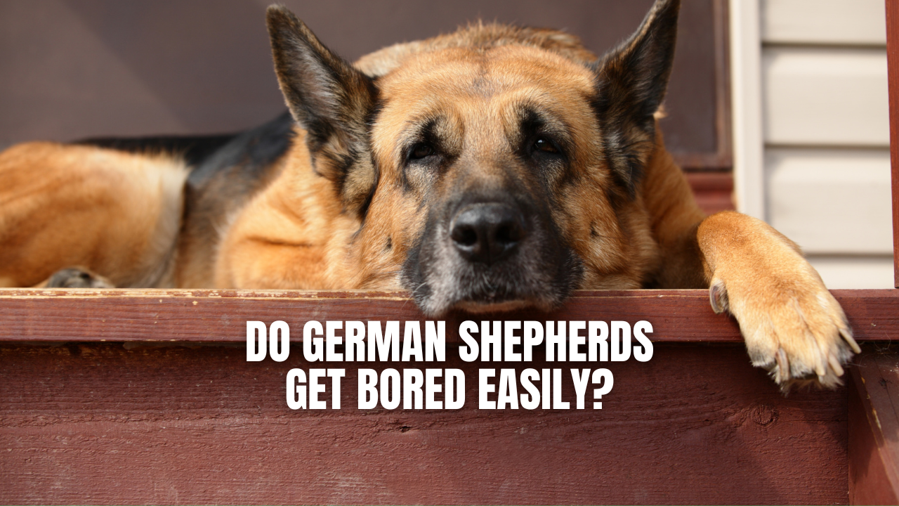 My german shepherd barks best sale at everything