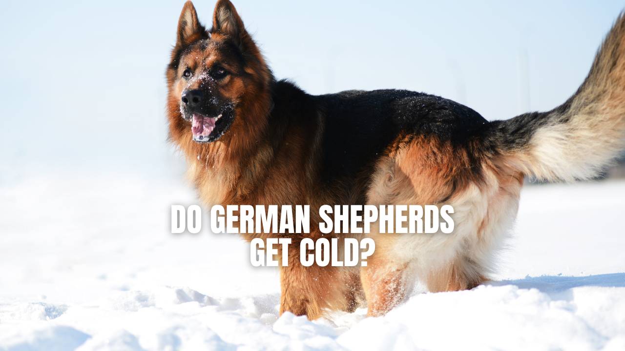 How Cold Can German Shepherds Handle  