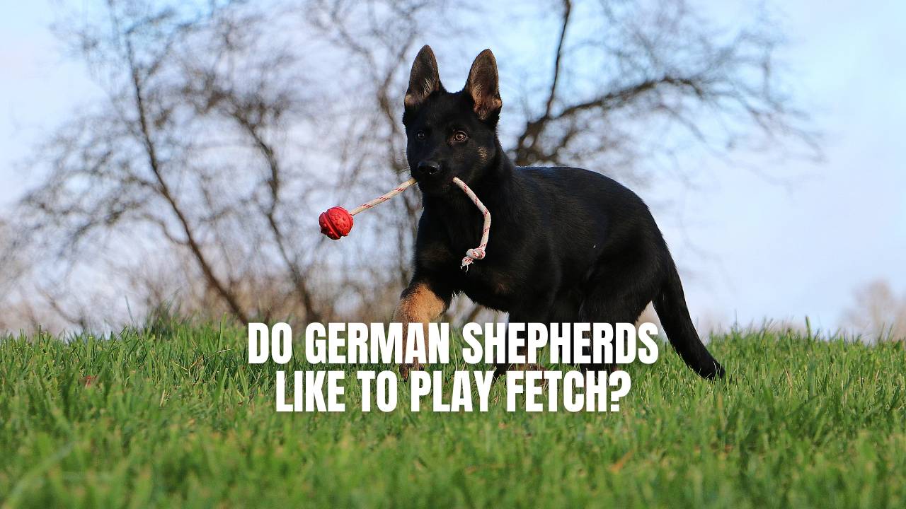 http://gsdcolony.com/cdn/shop/articles/do-german-shepherds-like-to-play-fetch-gsd-colony.jpg?v=1689767848