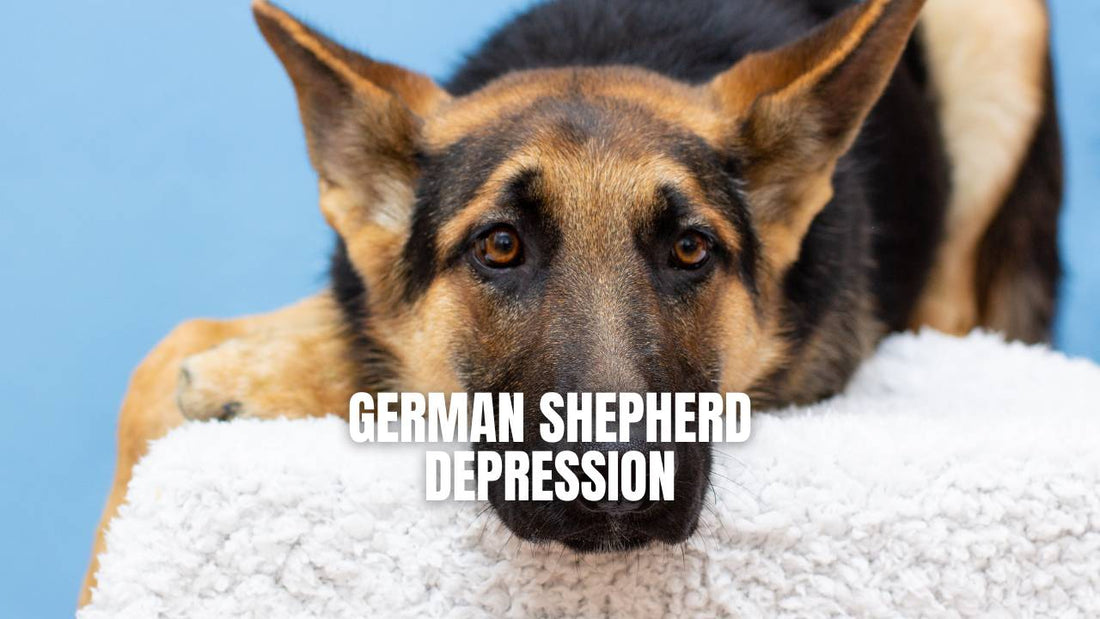 German Shepherd Depression