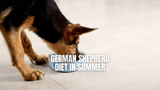 German Shepherd diet in summer - GSD Colony