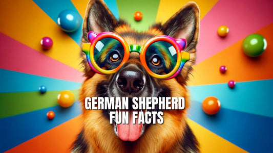 German Shepherd Fun Facts (The Funny Side of German Shepherds)