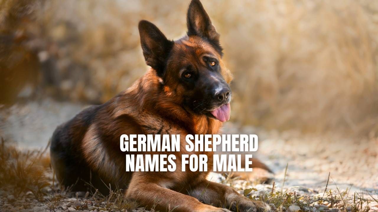 600 Best German Shepherd Names—Male And Female Name Ideas