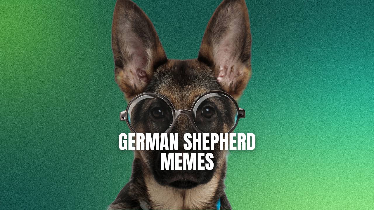 hilarious dog memes 2022