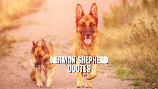 Best German Shepherd Quotes - GSD Colony