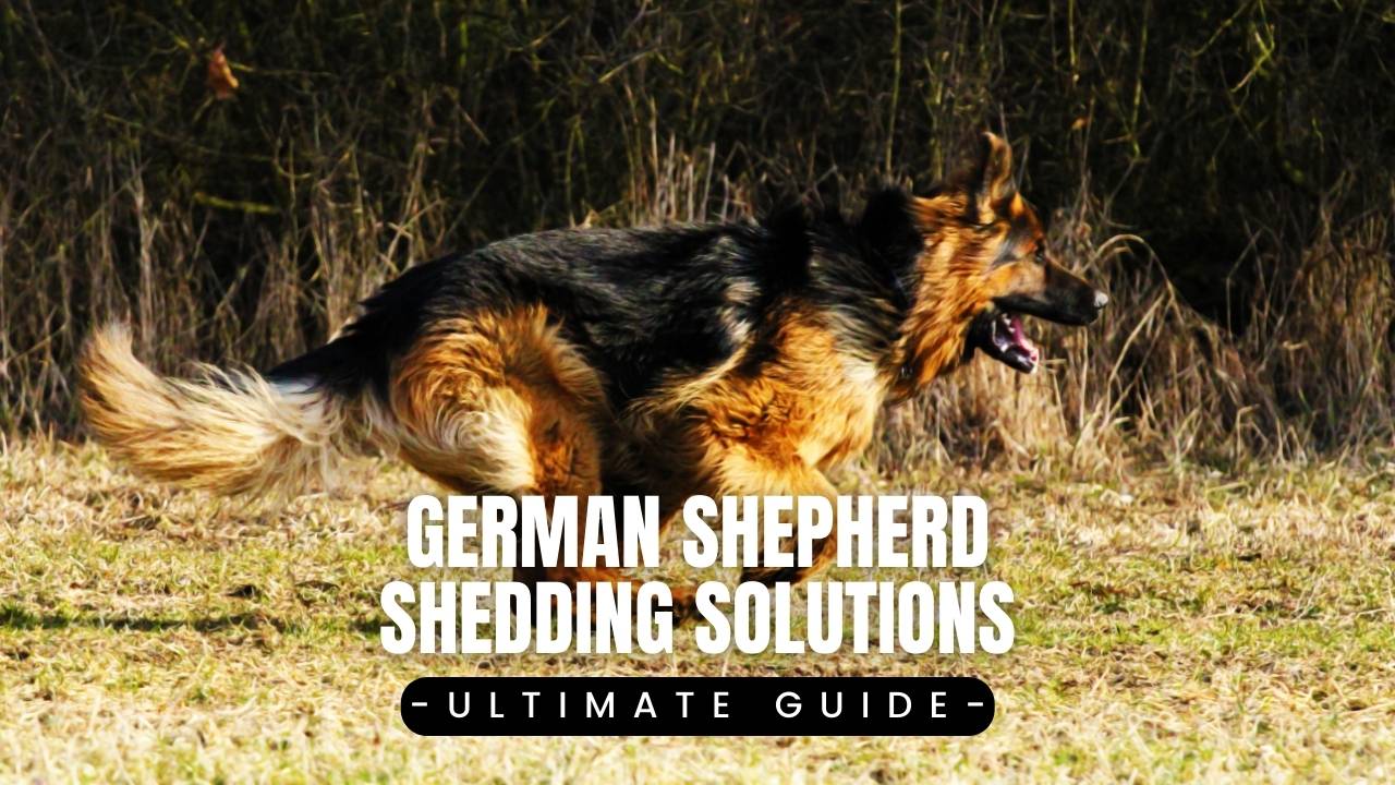 German shepherd 2024 shiny coat