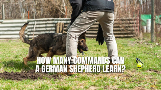 How Many Commands Can a German Shepherd Learn?