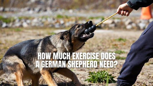How much exercise does a German Shepherd need? GSD Colony