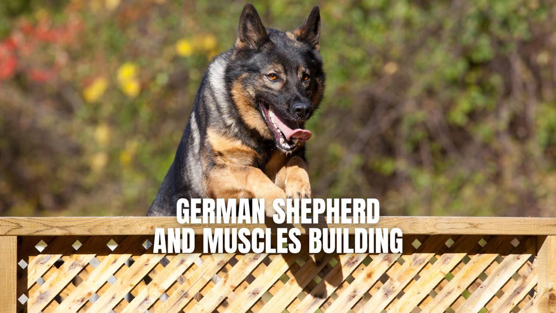 How to build muscle on a German Shepherd dog - GSD Colony