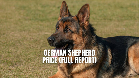 German Shepherd Price - How Much You Must Pay To Have a German Shepherd Dog? - GSD Colony