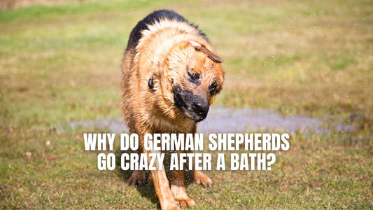 The Reasons Why German Shepherd Goes Crazy After Bathing