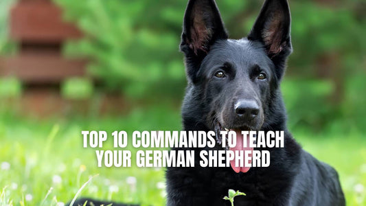 Top 10 Command to teach your German shepherd - GSD Colony