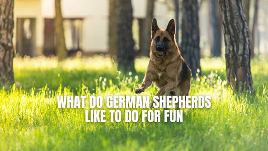 What do German Shepherds like to do for fun