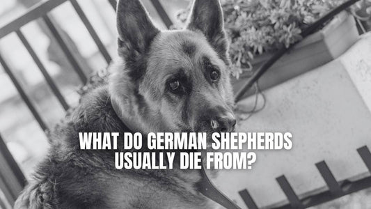 What do German Shepherds usually die from?