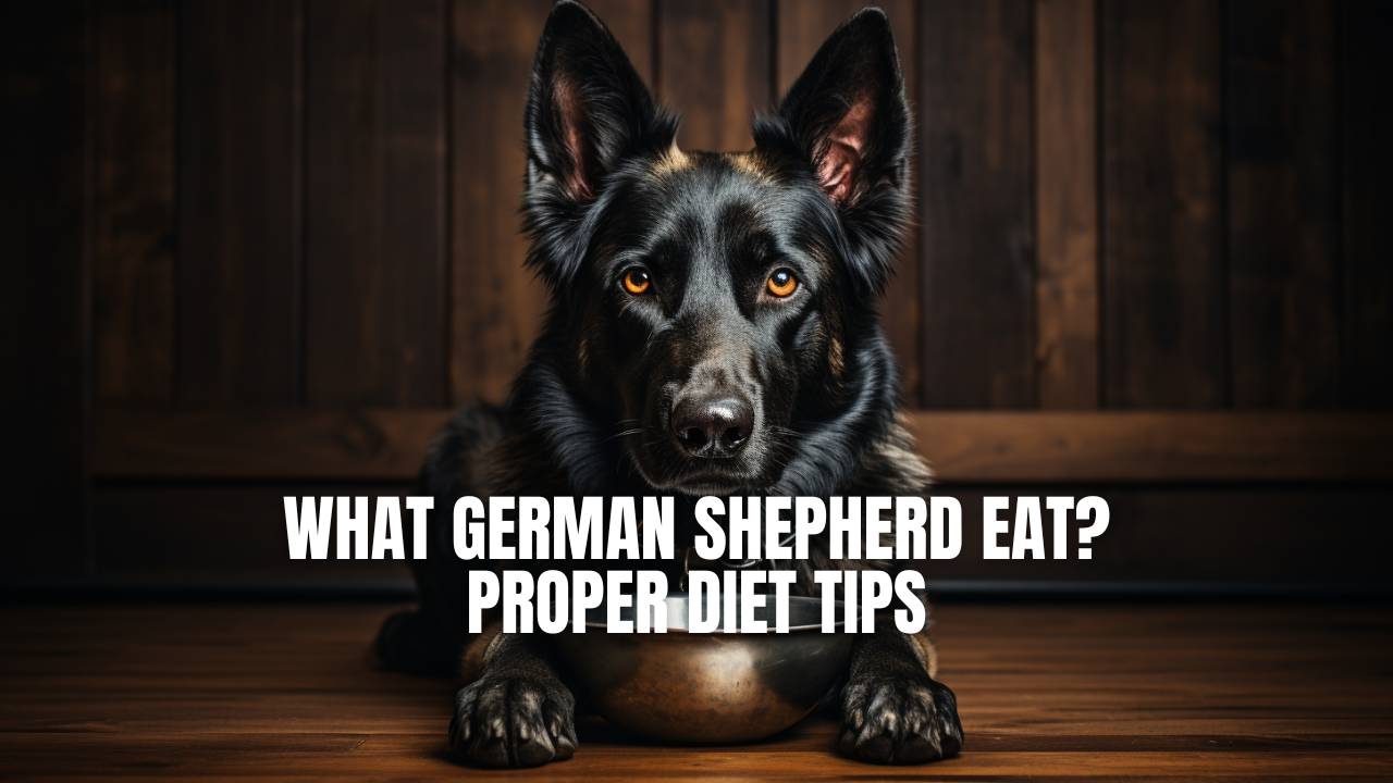 What German Shepherd Eeat Favorite Food Proper Diet GSD Colony