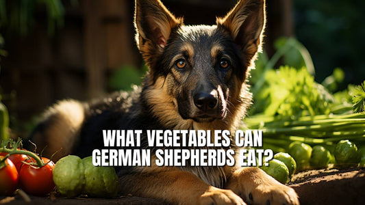 What vegetables can German Shepherd dog eat? GSD Colony