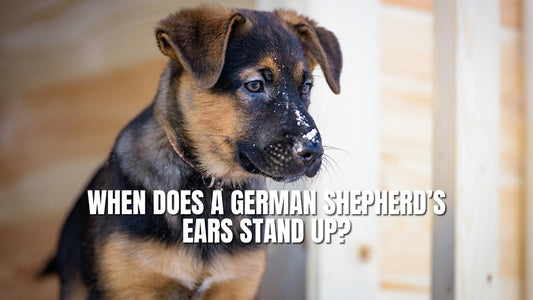 When Does a German Shepherd's Ears Stand Up? A Guide to the 'Stand Up' Phase