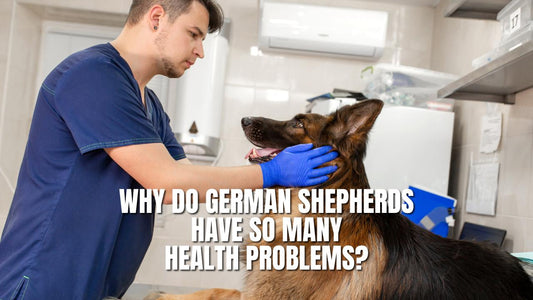 Why do German Shepherds Have So Many Health Problems?