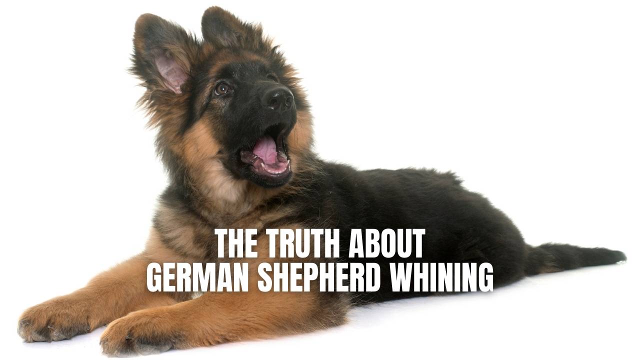 Why Do German Shepherds Whine So Much  