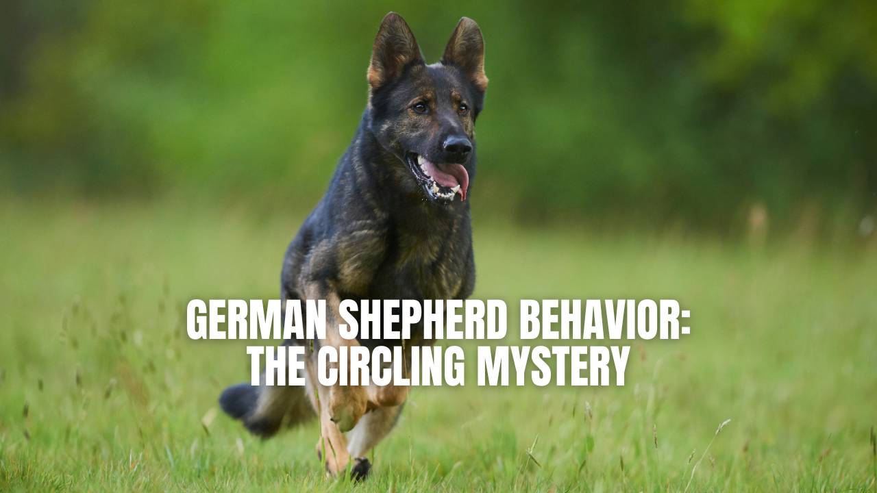 Top 10 Toys for German Shepherds & Their Exercise Needs - Rocky Kanaka