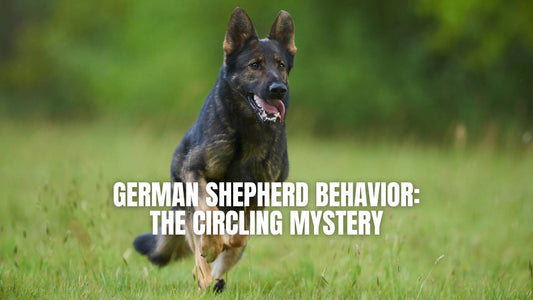 Why does my German Shepherd circle me? GSD Colony