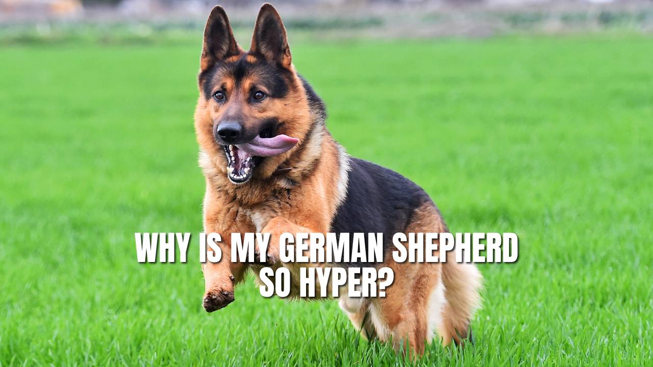 German shepherd cheap too hyper