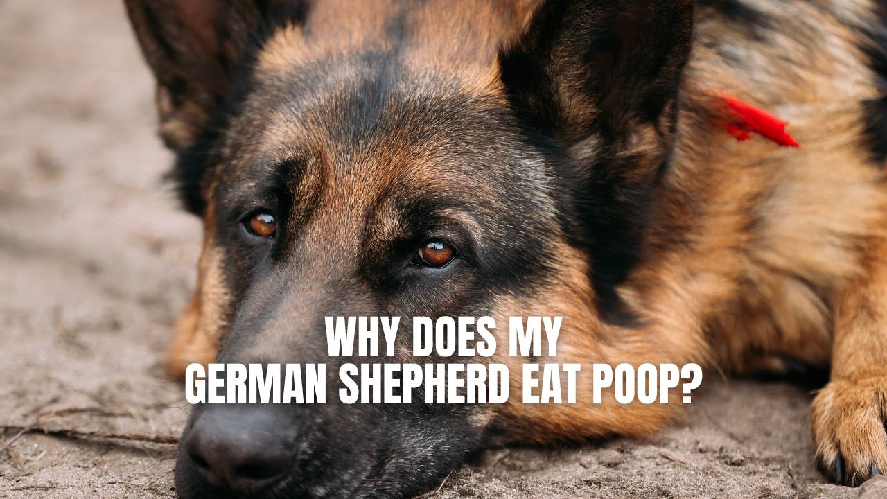 how to stop your dog from eating his own feces