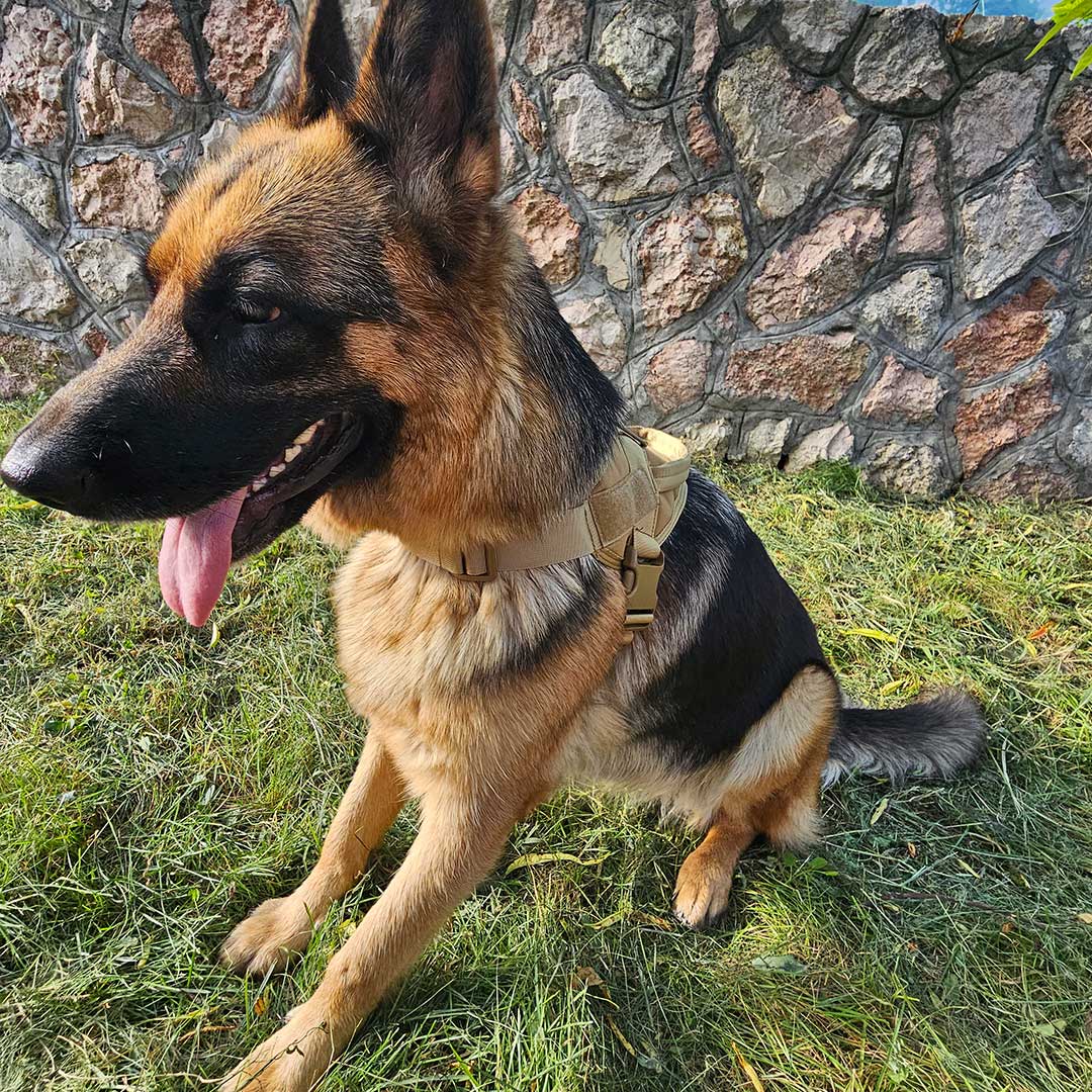 German Shepherd Tactical Harness Lightweight 3
