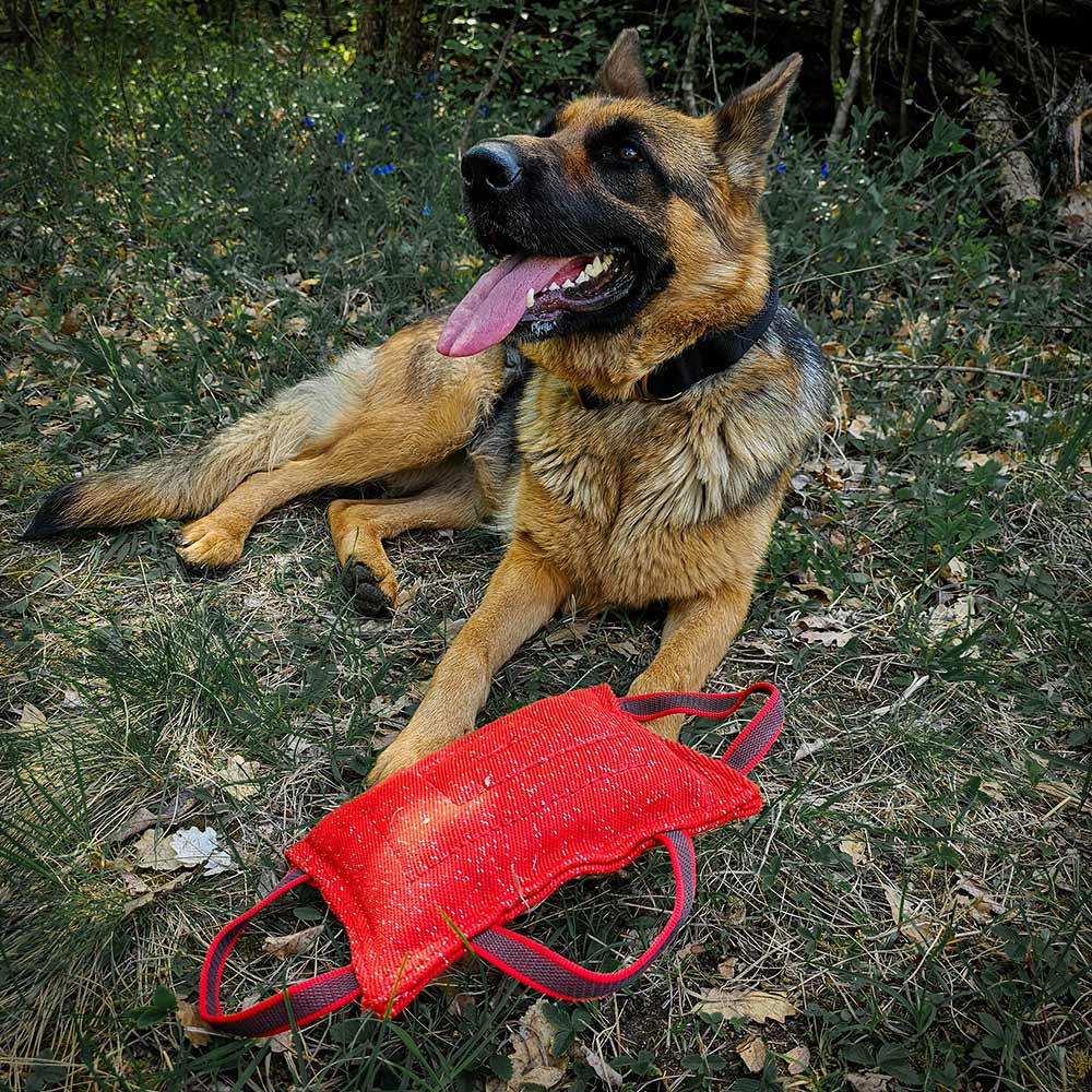 German Shepherd with jute bite pillow