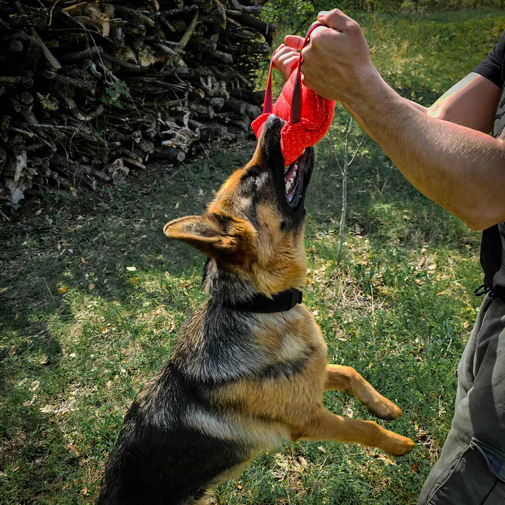 German Shepherd plays with three handle jute bite pillow
