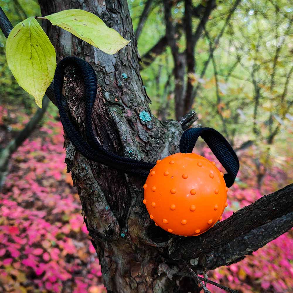 Ballbea dog training ball on rope