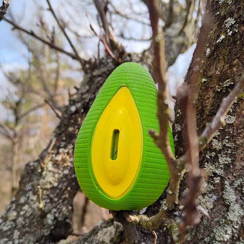German Shepherd dog avocado interactive toy - GSD Colony