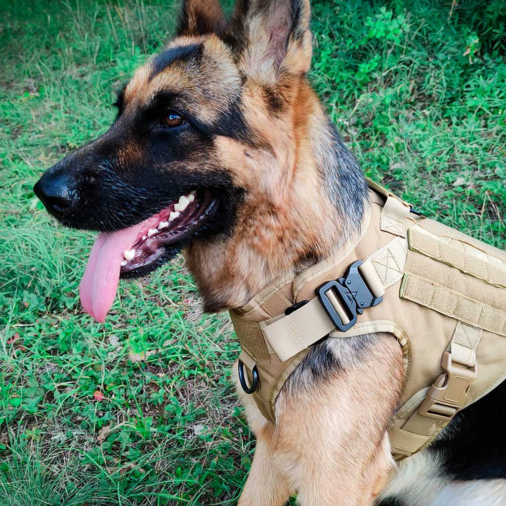 German Shepherd Wearing TACTICZEN® dog harness
