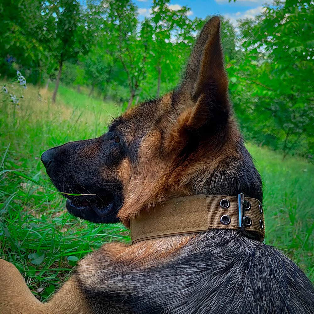 German Shepherd with Military K-9 Collar