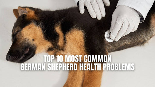 Top 10 Common Health Problems in German Shepherd dogs