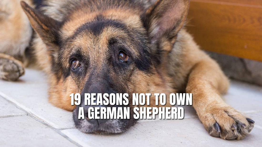 19 Reasons Not To Own a German Shepherd - GSD Colony