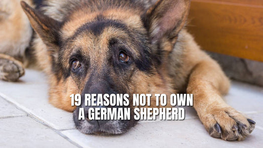 40+ Safe Vegetables That German Shepherds Can Eat – GSD Colony