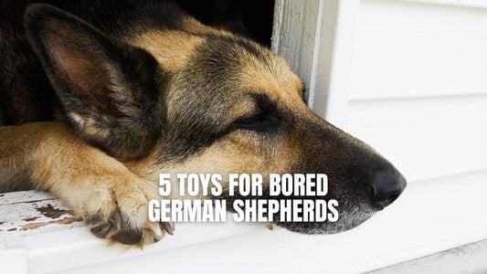 Bored German Shepherd Looking Through Window of House