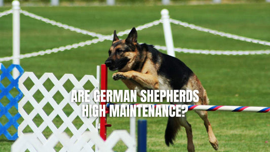 Are German Shepherds High Maintenance - GSD Colony