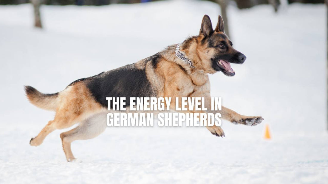 Are German Shepherds high-energy dogs - GSD Colony
