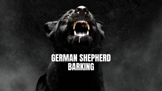 Do German Shepherds bark a lot - GSD Colony